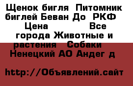 Щенок бигля. Питомник биглей Беван-До (РКФ) › Цена ­ 20 000 - Все города Животные и растения » Собаки   . Ненецкий АО,Андег д.